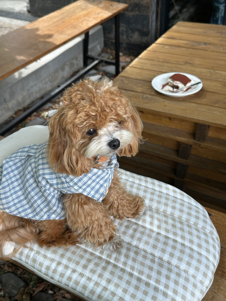 이미지 4
